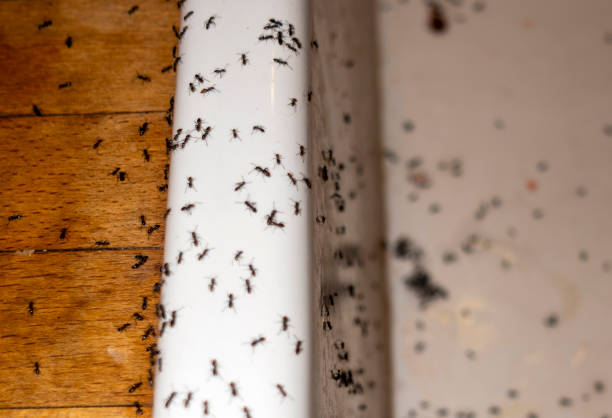 Best Mosquito Control Services  in Holloman Af, NM