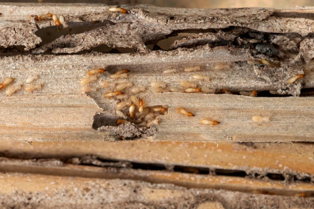 Best Pest Prevention Services  in Holloman Af, NM