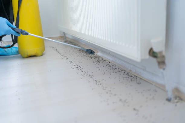 Best Pest Inspection Near Me  in Holloman Af, NM